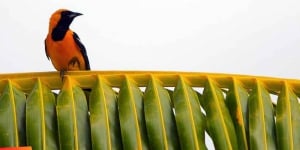 Caye Caulker, a beautiful little island in Belize