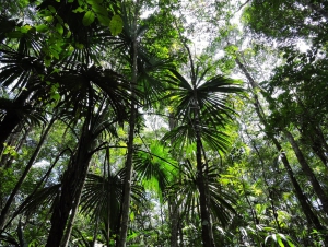 CHIQUIBUL NATIONAL PARK