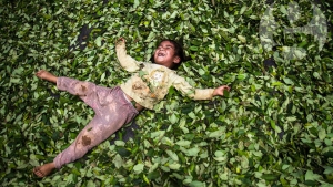Coca leaf tea for preventing altitude sickness in Cusco