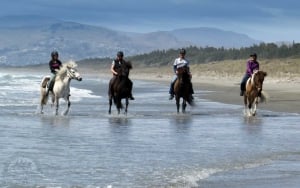 Discover the Best Horse Riding Experiences in Christchurch, NZ