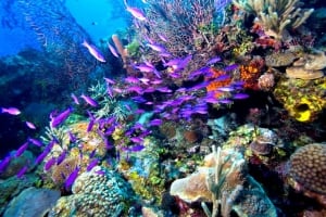 Diving in Lighthouse Reef