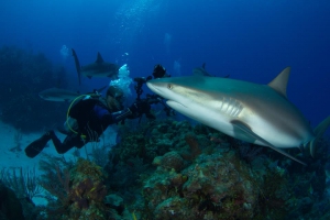 Diving in Lighthouse Reef