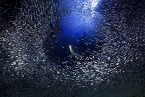 Diving in Lighthouse Reef