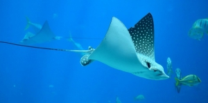 Diving in Lighthouse Reef