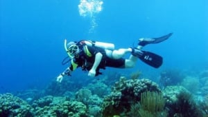 Diving in Panama Summer 2018