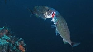 Diving in Panama Summer 2018