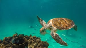 Diving in Panama Summer 2018