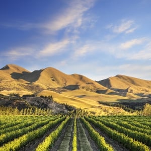 Exploring the Best Waipara Wineries
