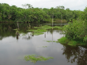 Global investments for conservation