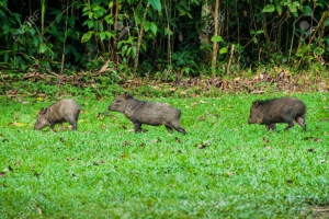Hiking in the Cockscomb Basin Wildlife Sanctuary - Belize
