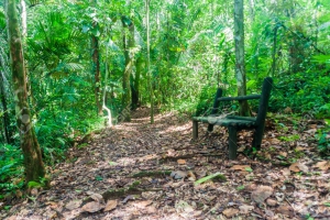 Hiking in the Cockscomb Basin Wildlife Sanctuary - Belize