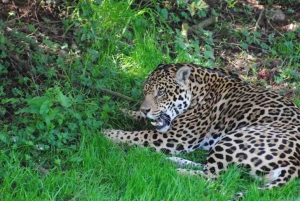 Hiking in the Cockscomb Basin Wildlife Sanctuary - Belize