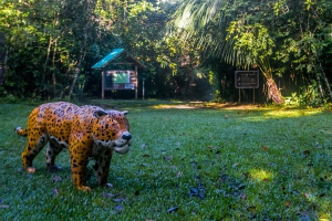 Hiking in the Cockscomb Basin Wildlife Sanctuary - Belize