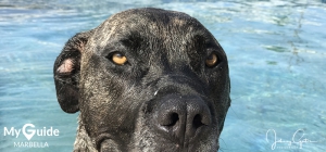 House and Pet sitting in Marbella