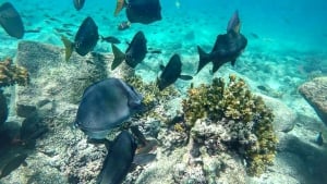 Isla Escudo de Veraguas, the hidden treasure of Panama