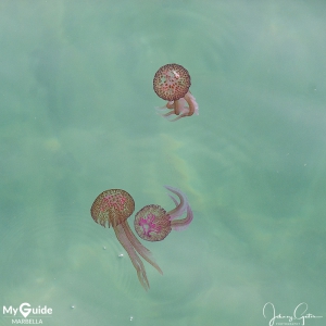 Jellyfish app To Aid Marbella Bathers