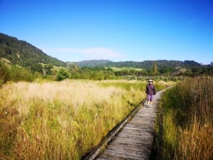 Lake Okareka Walk