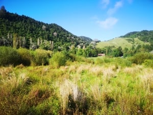 Lake Okareka Walk