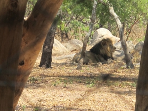Lion and Cheetah Park and Snake World Visit