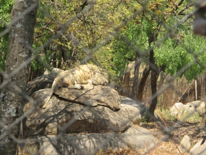 Lion and Cheetah Park and Snake World Visit