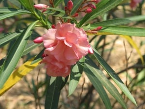 Lion and Cheetah Park and Snake World Visit