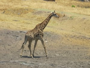 Lion and Cheetah Park and Snake World Visit