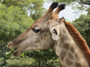 MY TOP TEN PRIVATE GAME PARKS