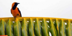 Rainforest in Belize