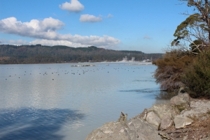 Sulphur Bay - Rotorua City Walk