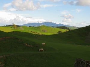 Rotorua To Hobbiton