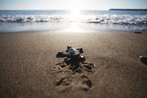 Saving Cyprus’ Caretta-Caretta Turtles
