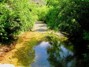 Skadar Lake Jungle