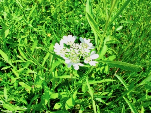 Skadar Lake Vegetation