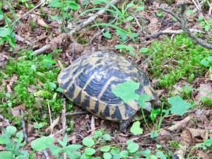 Skadar Lake Tortoise