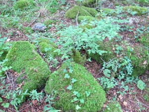 Skadar Lake Hobbiton
