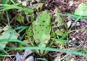 Skadar Lake Frog
