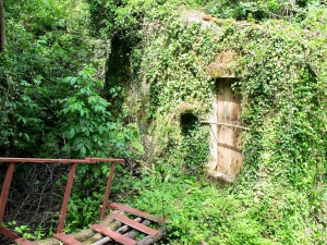 Skadar Lake Details in the Woods