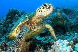 The Hawaiian Honu