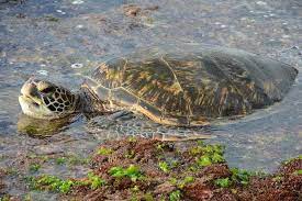 The Hawaiian Honu