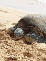 The Hawaiian Honu