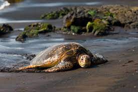 The Hawaiian Honu