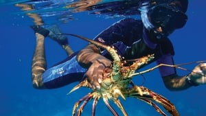 The Lobster Festival, in Belize