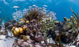 The most important reef in America leaves the list of World Heritage in danger of Unesco