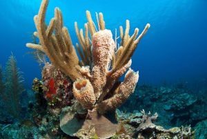 The most important reef in America leaves the list of World Heritage in danger of Unesco