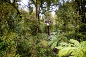 Canopy Tours