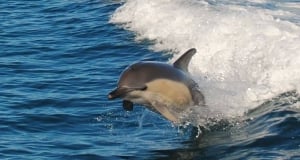 TOP 10 Watersports and Boat Tours in the Algarve