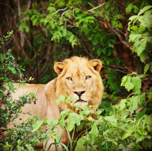 Try a Unique Bush and Beach Safari!