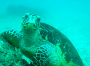 Try a Unique Bush and Beach Safari!