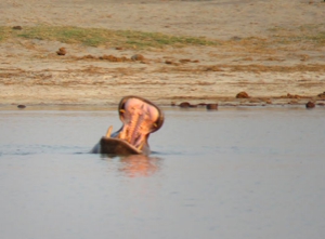 Try a Unique Bush and Beach Safari!