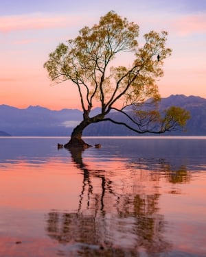 Visiting The Iconic Wanaka Tree